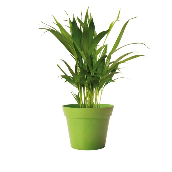 Pot pour plantes nature couleur vert